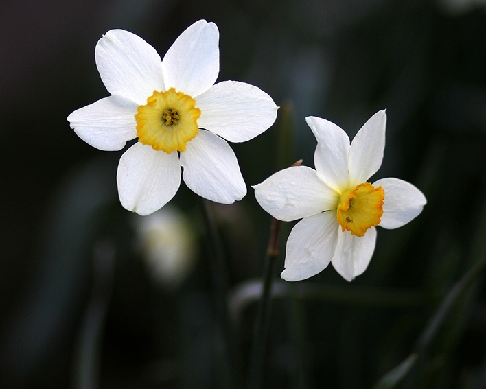 Los narcisos no florecen: causas y cómo hacer que florezcan