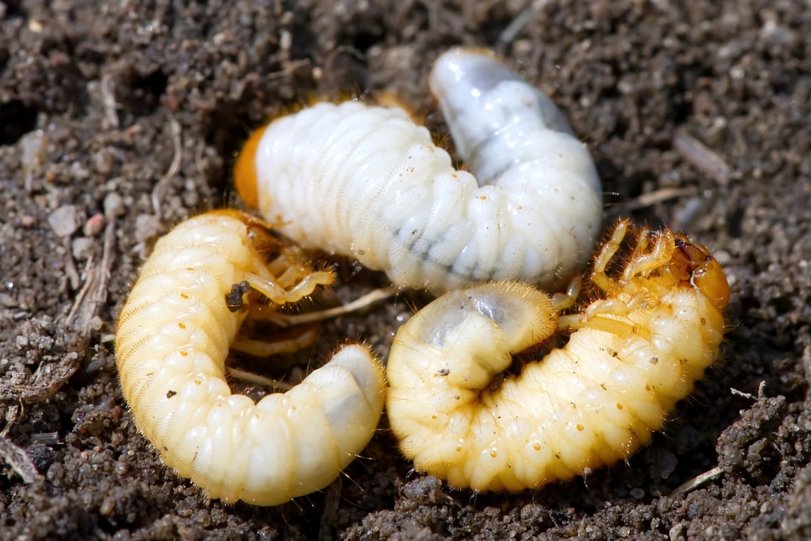 Lucha contra las larvas: deshazte de las larvas en los lechos elevados