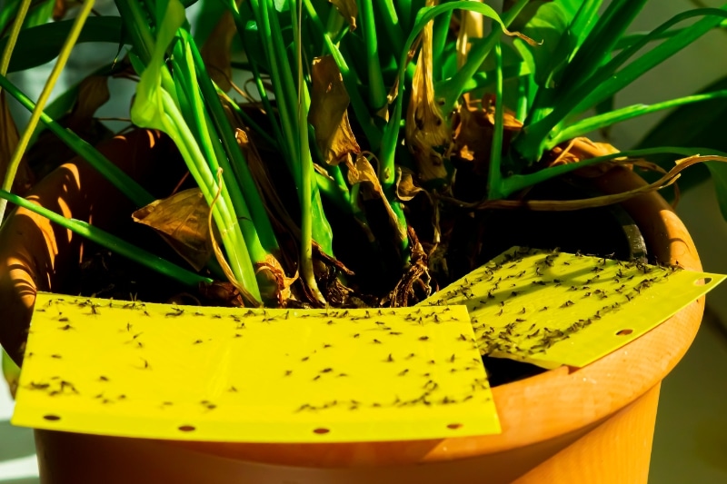 Lucha contra las moscas en la tierra de las macetas: 7 remedios caseros para los mosquitos de los hongos