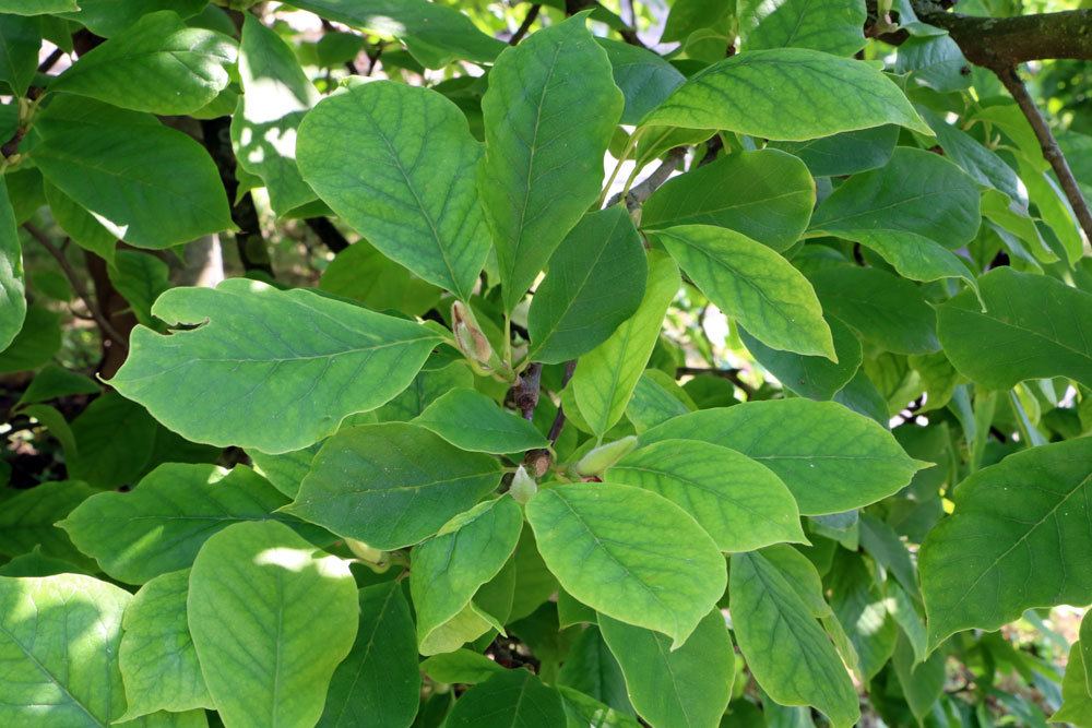 Magnolia se vuelve hojas amarillas: ¿qué hacer?