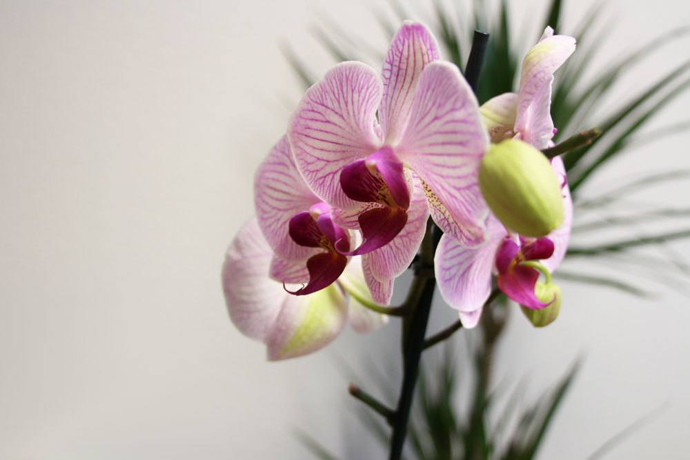 Mantener las orquídeas en un vaso – cuidar las orquídeas sin tierra