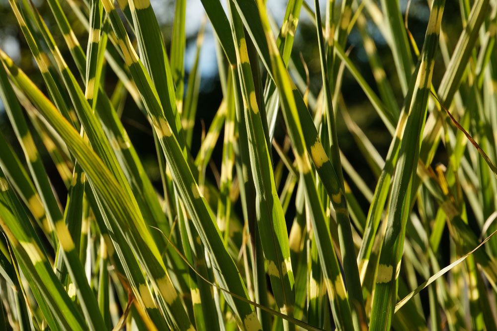Hierba cebra durante el invierno en 7 pasos | Preparar la hierba tigre para el invierno