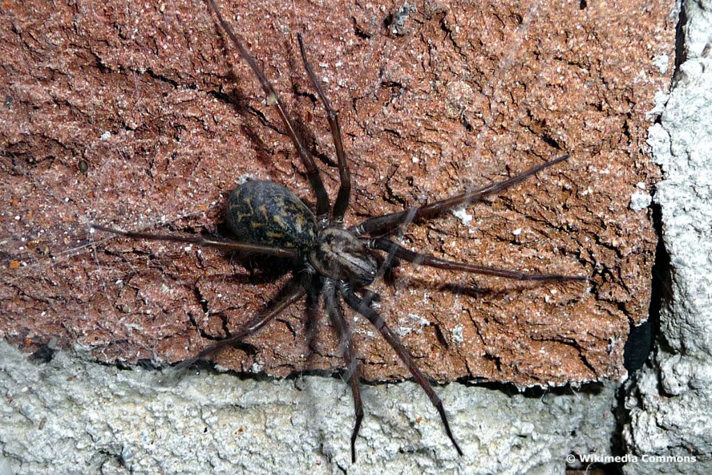 Mordedura de araña: ¿las arañas muerden a las personas mientras duermen?