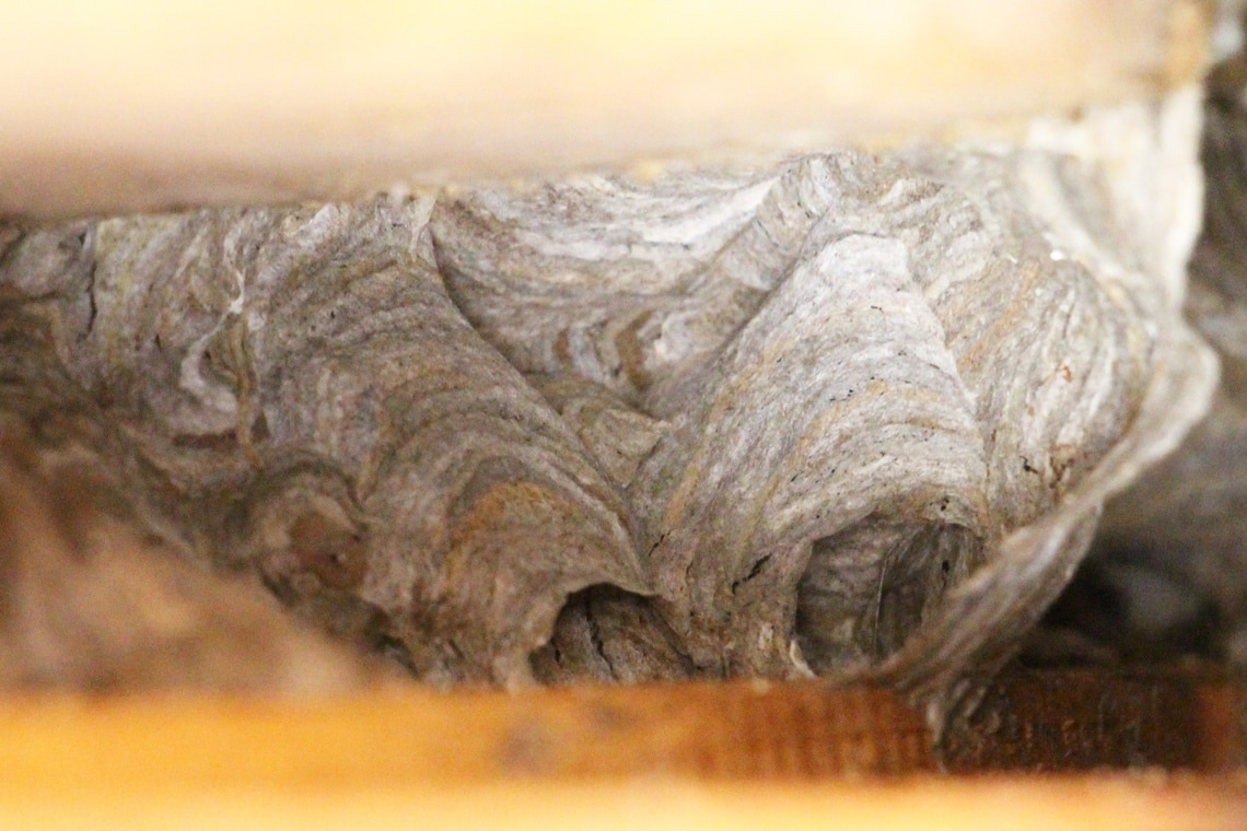 ¿Deberías eliminar los viejos nidos de avispas en invierno?