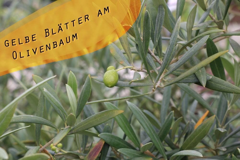 Las hojas del olivo se vuelven amarillas: ¿qué hacer ahora?