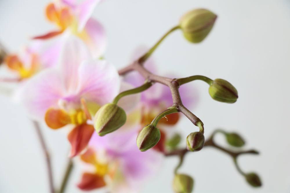 Orquídea deja de crecer | El brote se vuelve amarillo/marrón: ¿qué hacer?