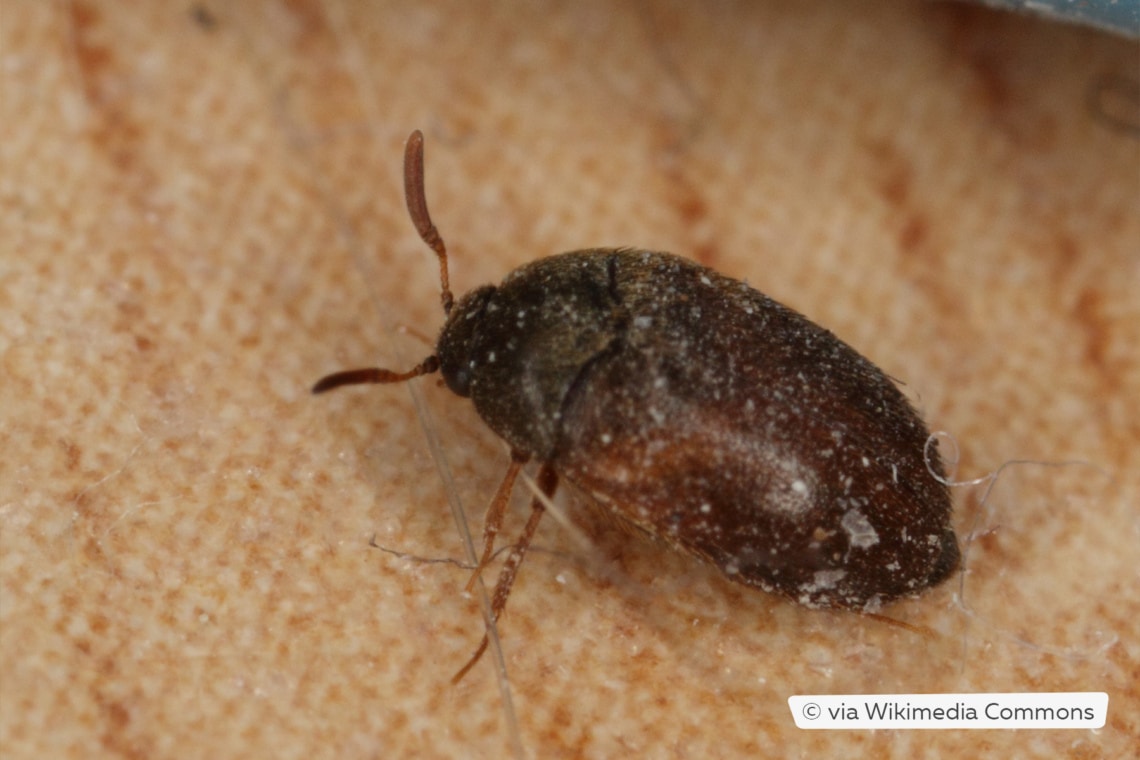 Pequeños escarabajos marrones en la habitación/casa: ¿qué hacer?