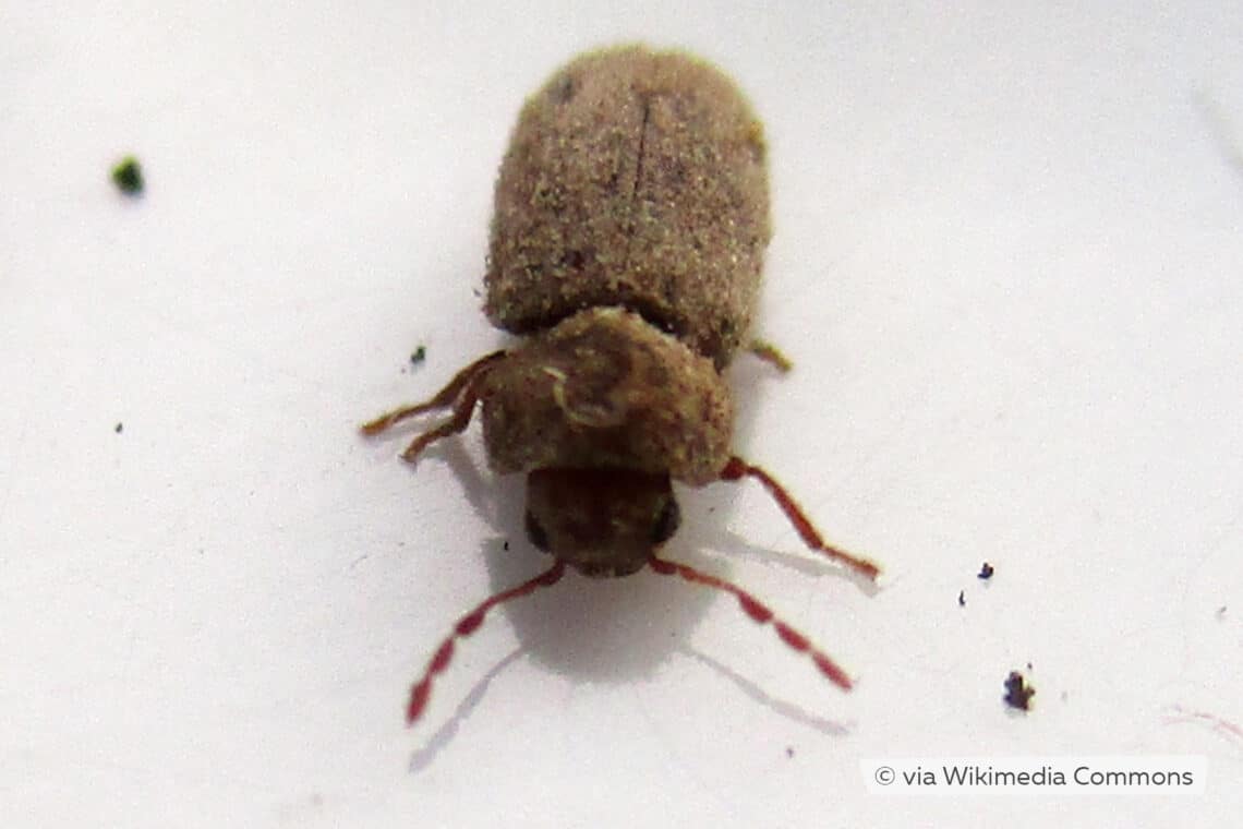 Pequeños escarabajos negros de 1 mm de largo: ¿cuál es?