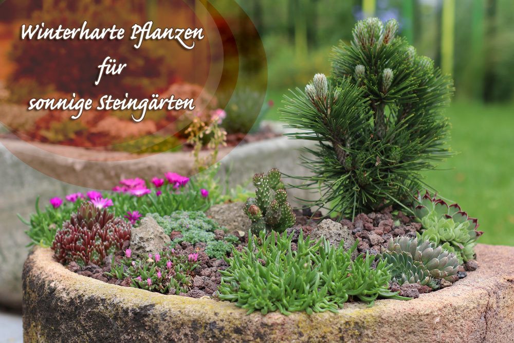 15 plantas resistentes para el soleado jardín de rocas | Plantas de piedra