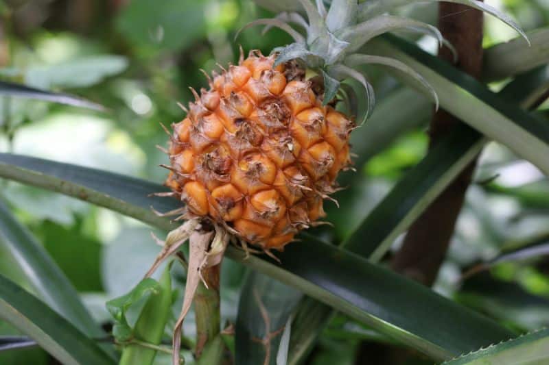 Piña ornamental: ¿conviene cortar la fruta?
