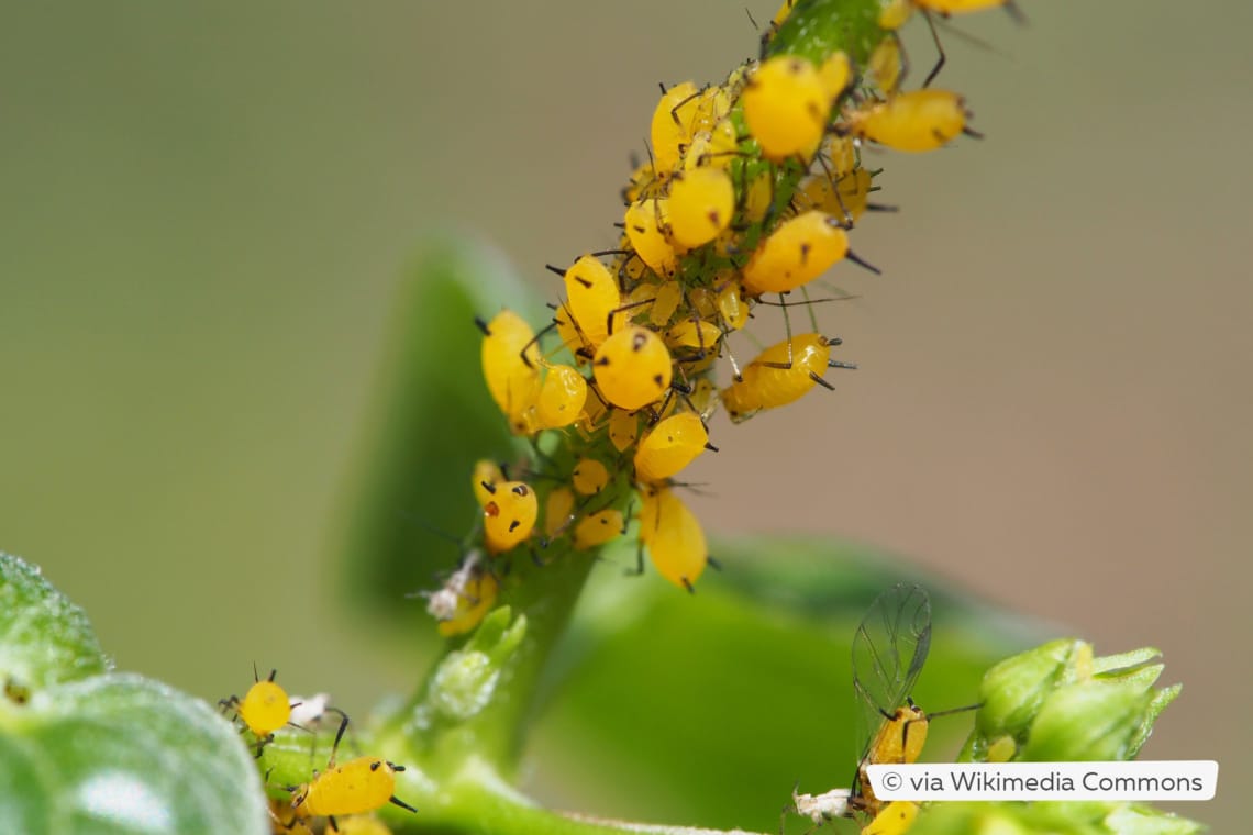 Piojos amarillos en la adelfa | Estos 7 remedios caseros realmente ayudan
