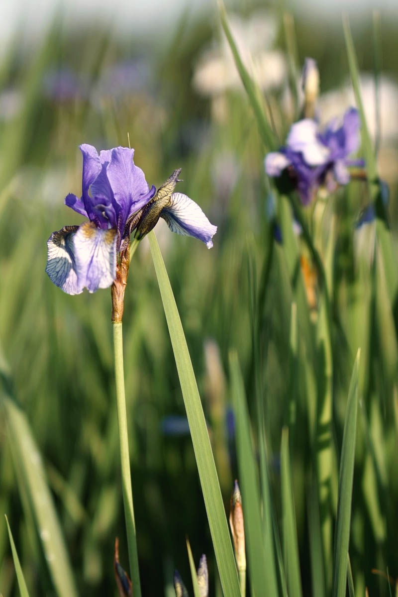 Plantar, cuidar, dividir y fertilizar lirios barbudos e iris.
