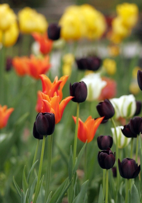 Plantar, cuidar y combinar correctamente los bulbos de tulipán