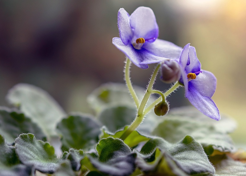 Plantar, cuidar y propagar violetas africanas.