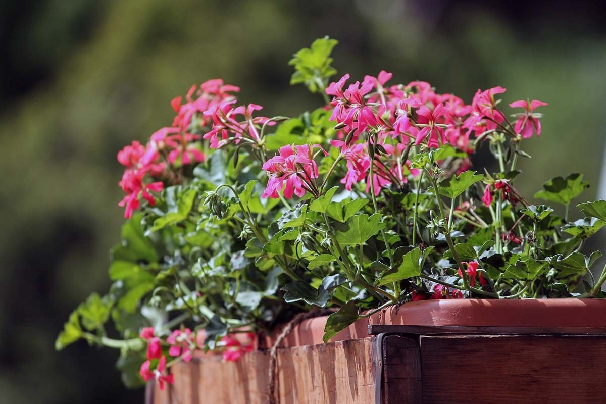 Plantar jardineras de balcón correctamente | jardín de alegría