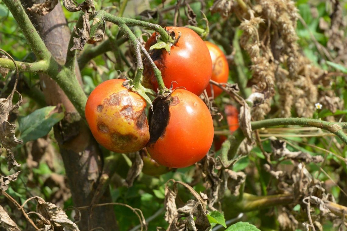 Plantar tomates y pepinos juntos: ¿sí o no?