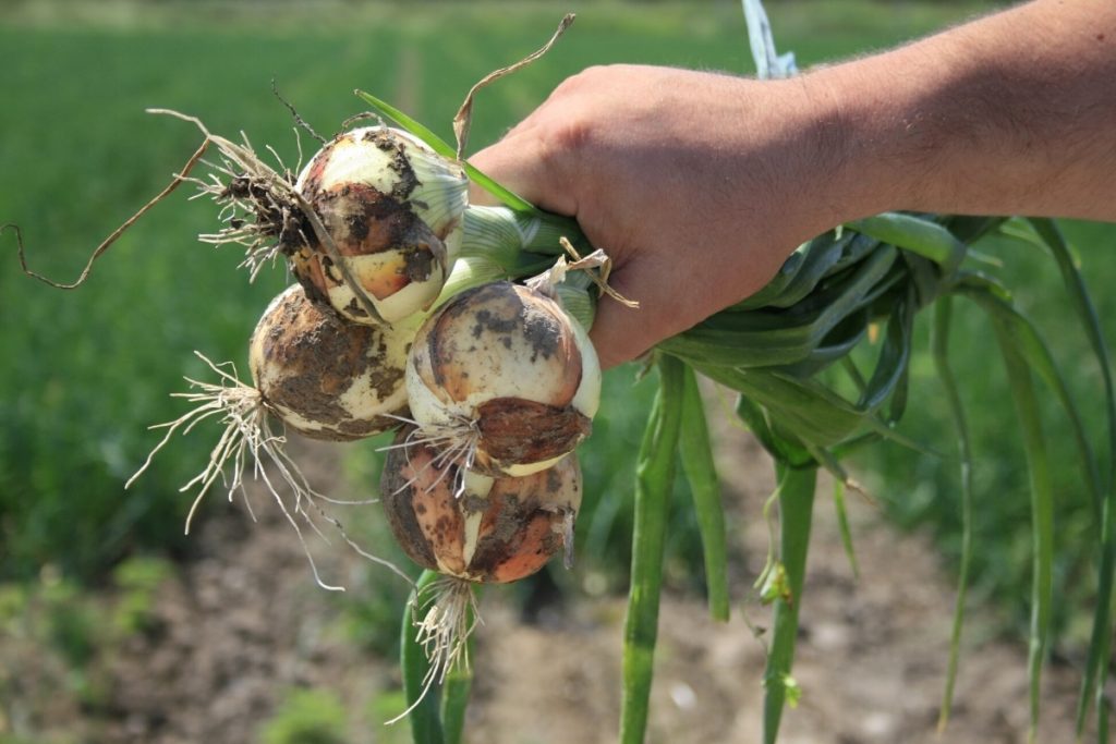 Plantar y cuidar cebollas en germinación.