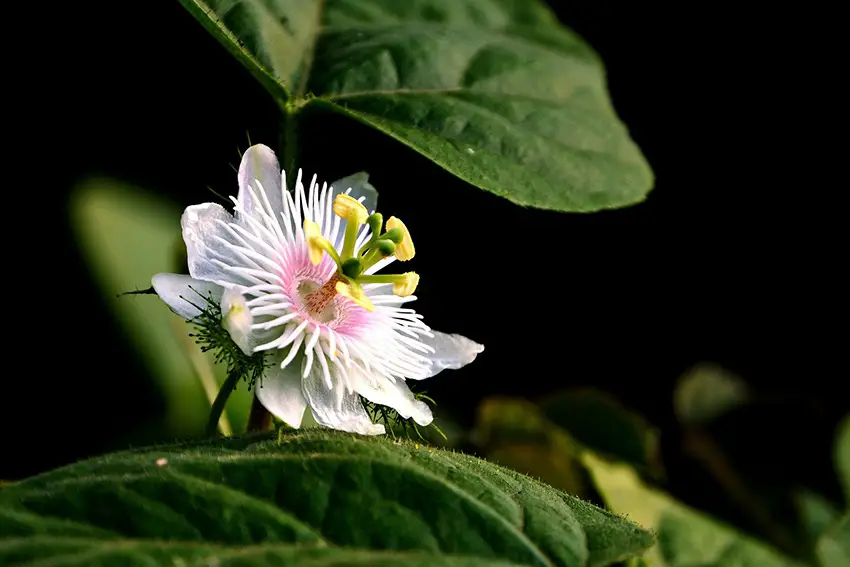 Propagar pasiflora: varios métodos para plantas nuevas