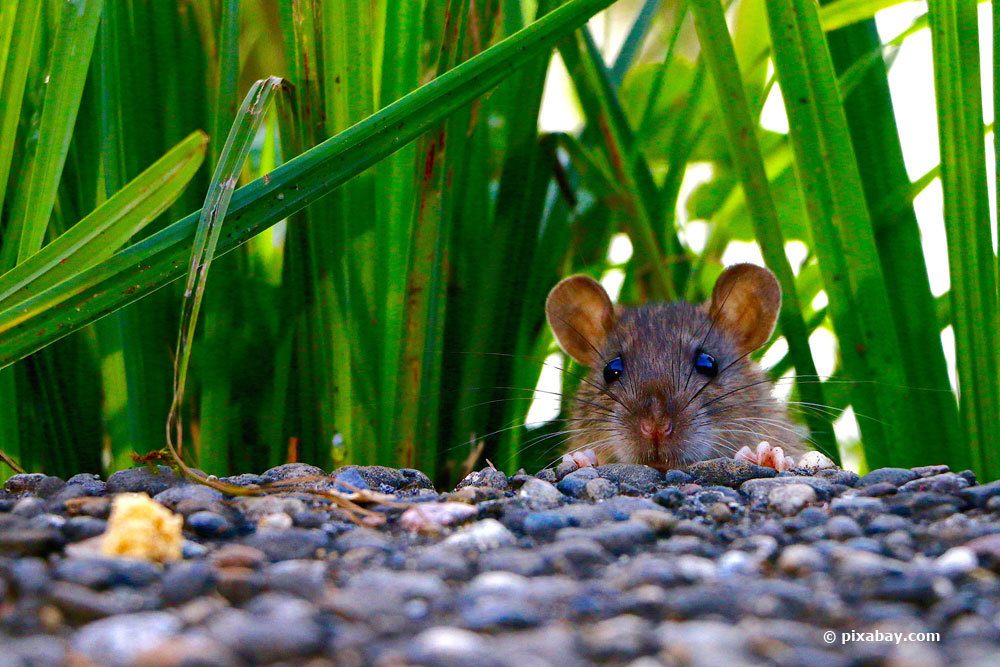 Reconocer caca de rata: así es como se ve | ¿Qué hacer si hay excrementos de ratas en el jardín?