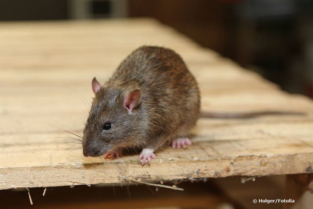 Reconocer caca de rata: así es como se ve | ¿Qué hacer si hay excrementos de ratas en el jardín?