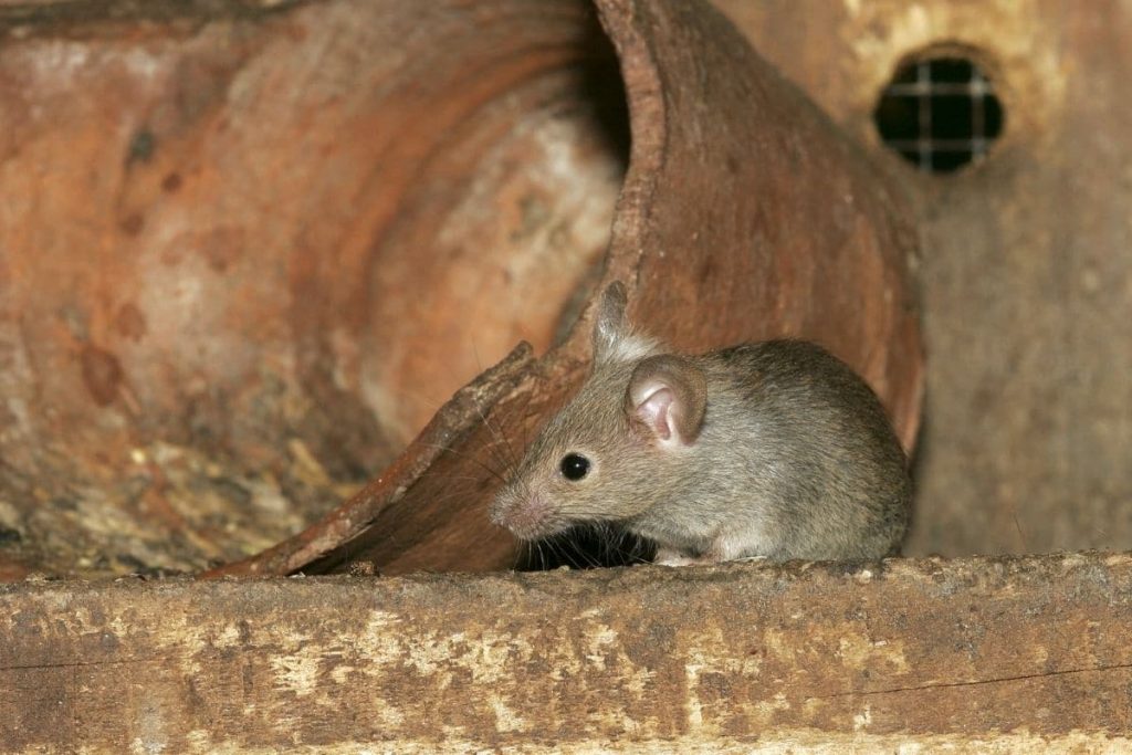 Deshacerse de los ratones en el ático: ¿qué hacer?