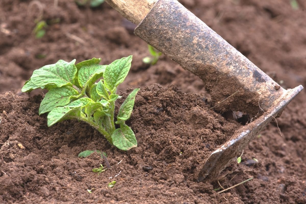 Rotación de cultivos: ¿qué plantar después de las patatas?