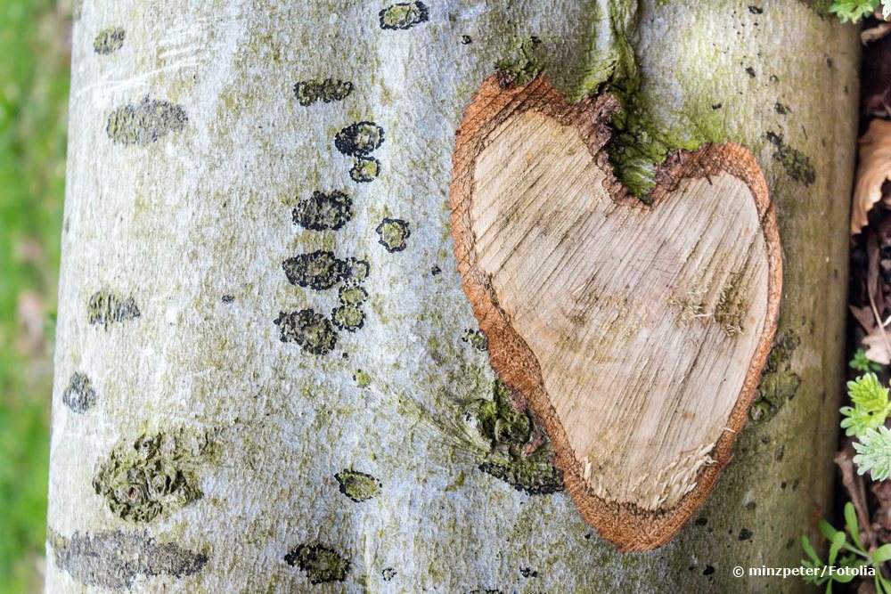 Sellado de esquejes de árboles: 7 remedios caseros para cerrar heridas | cera de arbol