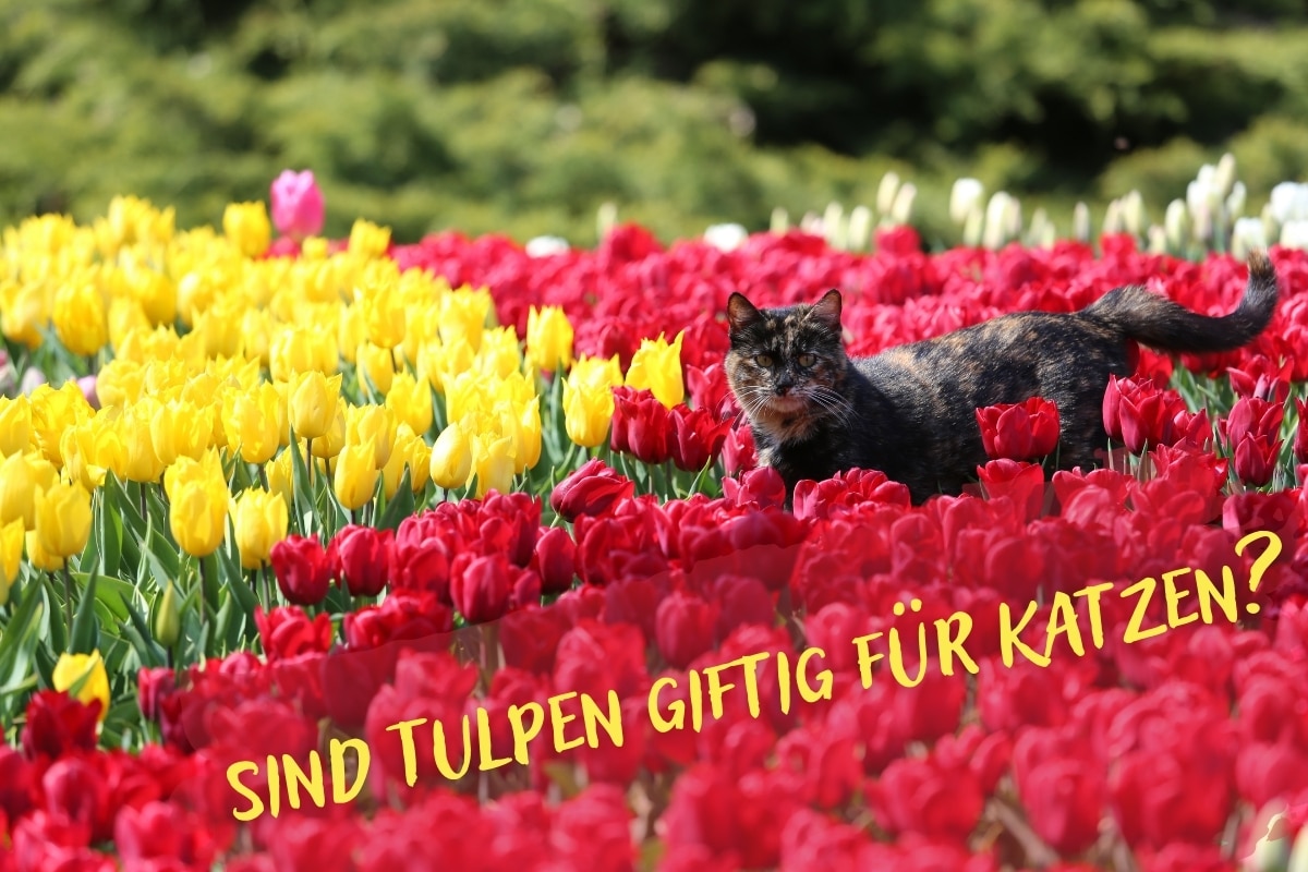 Ayuda: ¿los tulipanes son venenosos para los gatos?