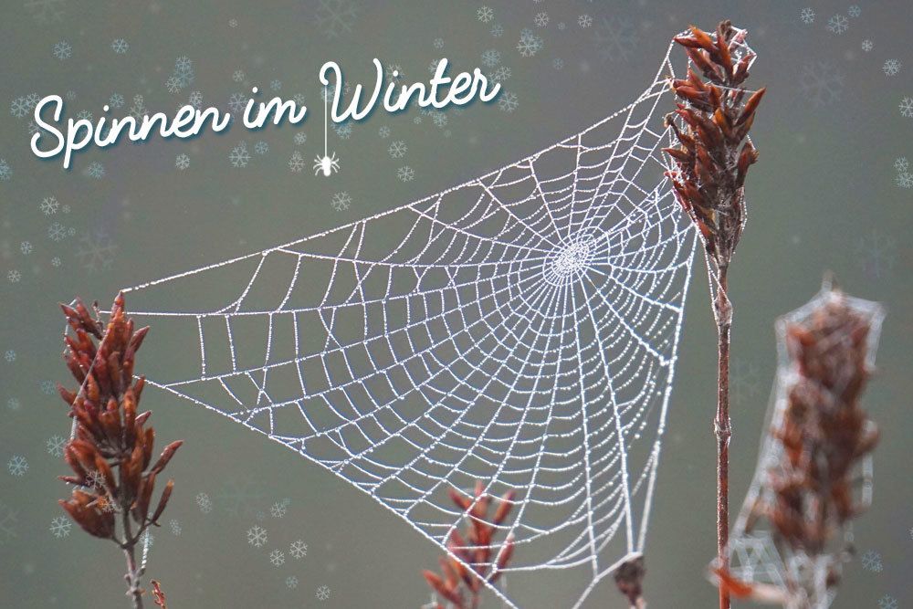 ¿Cómo pasan el invierno las arañas nativas como la araña de jardín?