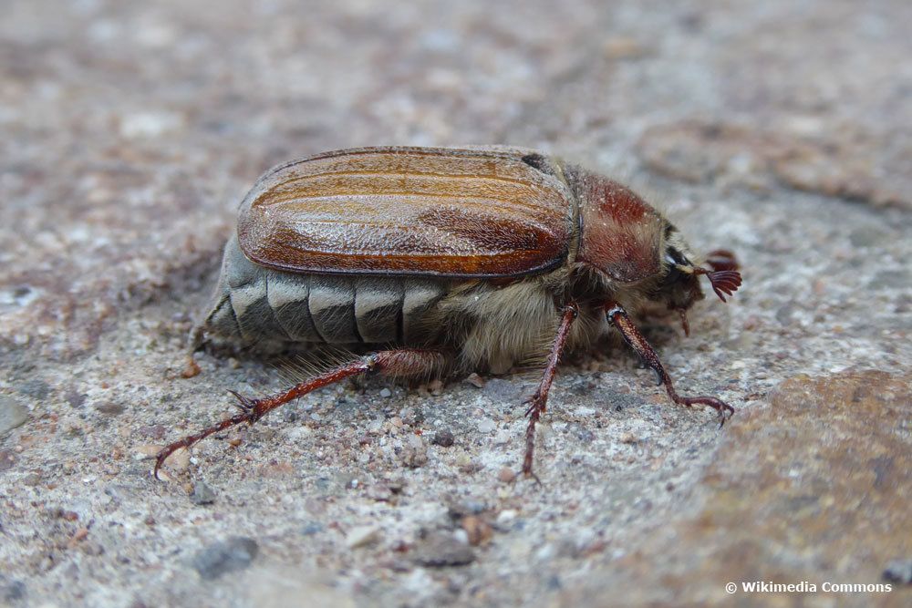 Tipos de escarabajos en Alemania: 13 especies con imágenes