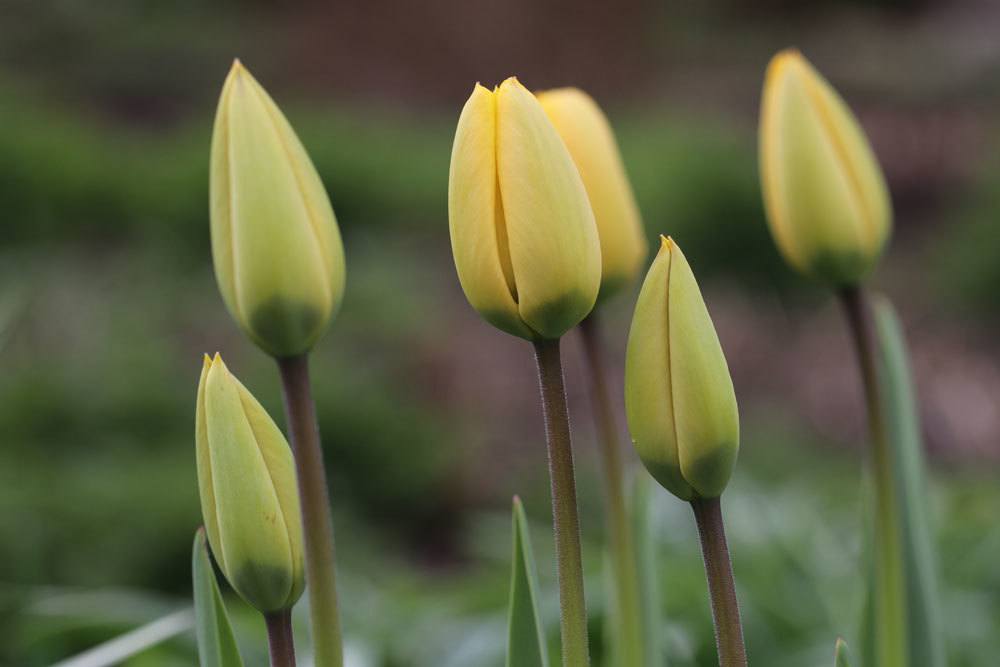 Tulipanes en el lenguaje de las flores: significado de cada color