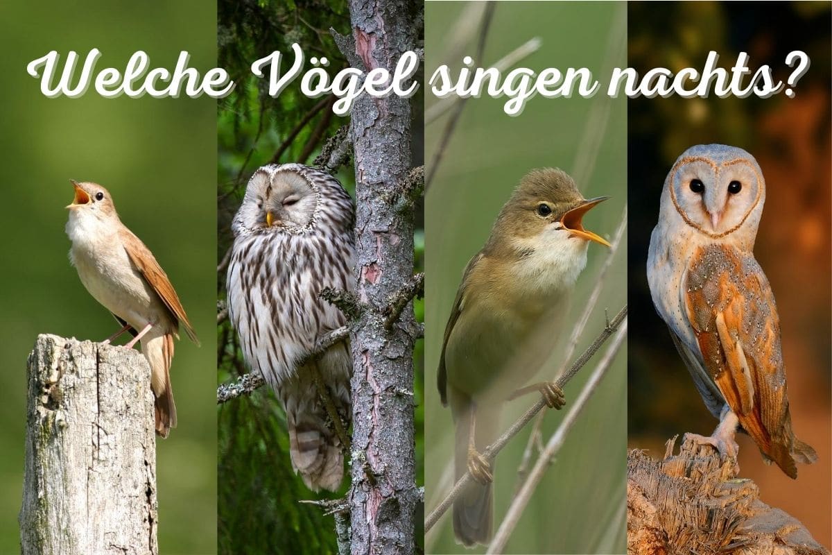 ¿Qué pájaros cantan por la noche? 8 cantantes nocturnos