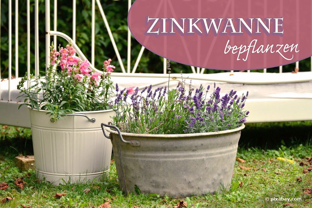 Plantar una tina de zinc: 10 flores y hierbas | ideas de drenaje