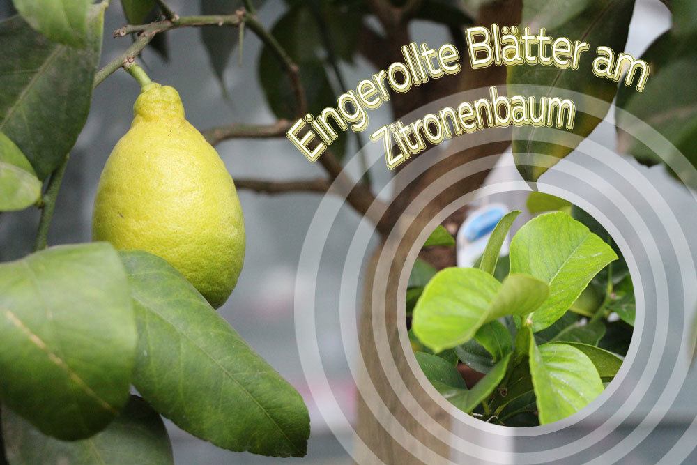 Las hojas del limonero se enrollan: ¿qué hacer? 4 posibles soluciones