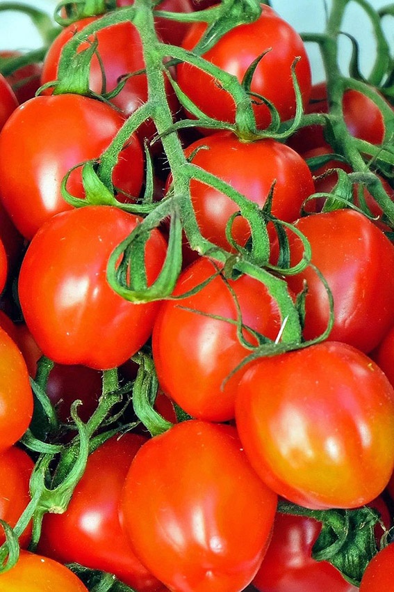 Congelar tomates: así es como funciona