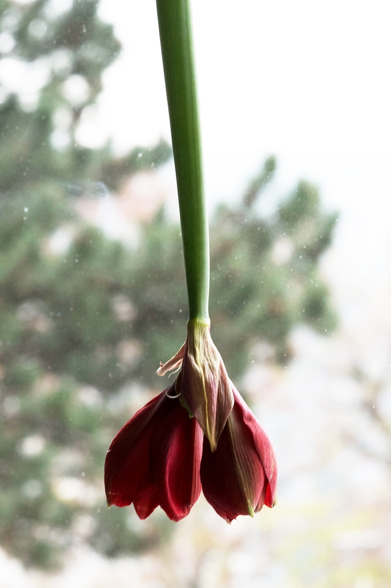 Cuelga amarilis: una decoración floral ligeramente diferente