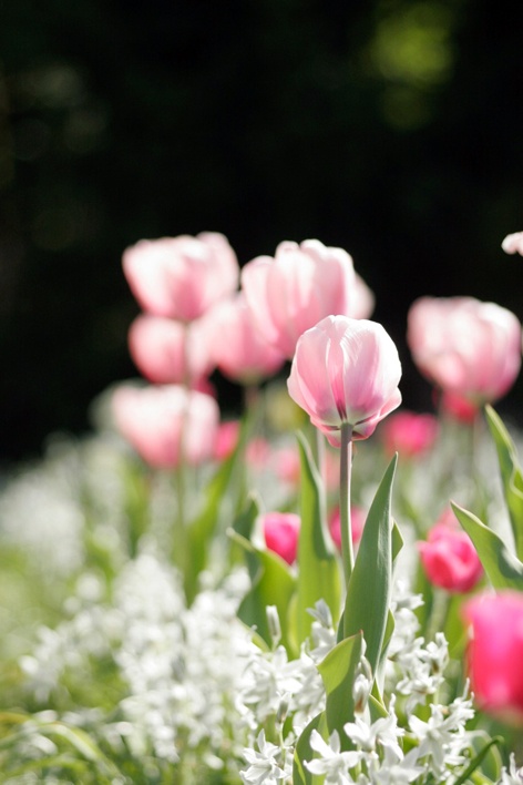 Plantar, cuidar y combinar correctamente los bulbos de tulipán