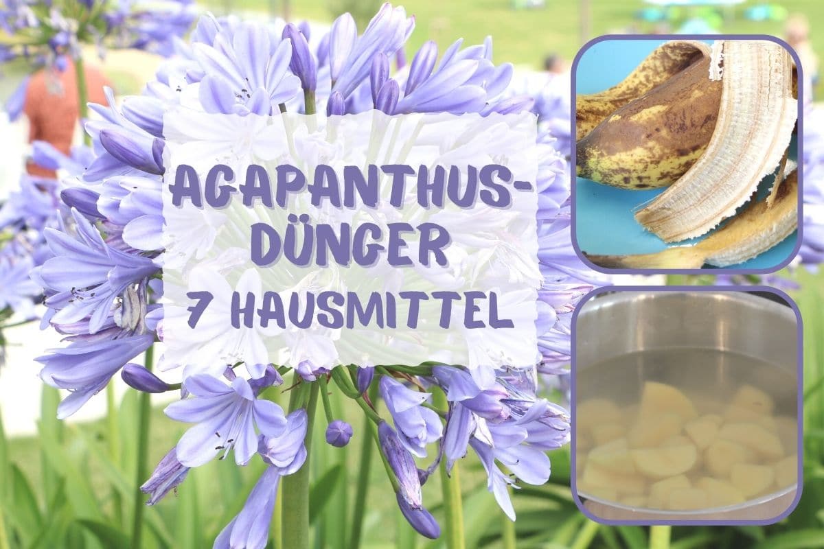 Fertilizar correctamente el agapanthus: 7 remedios caseros