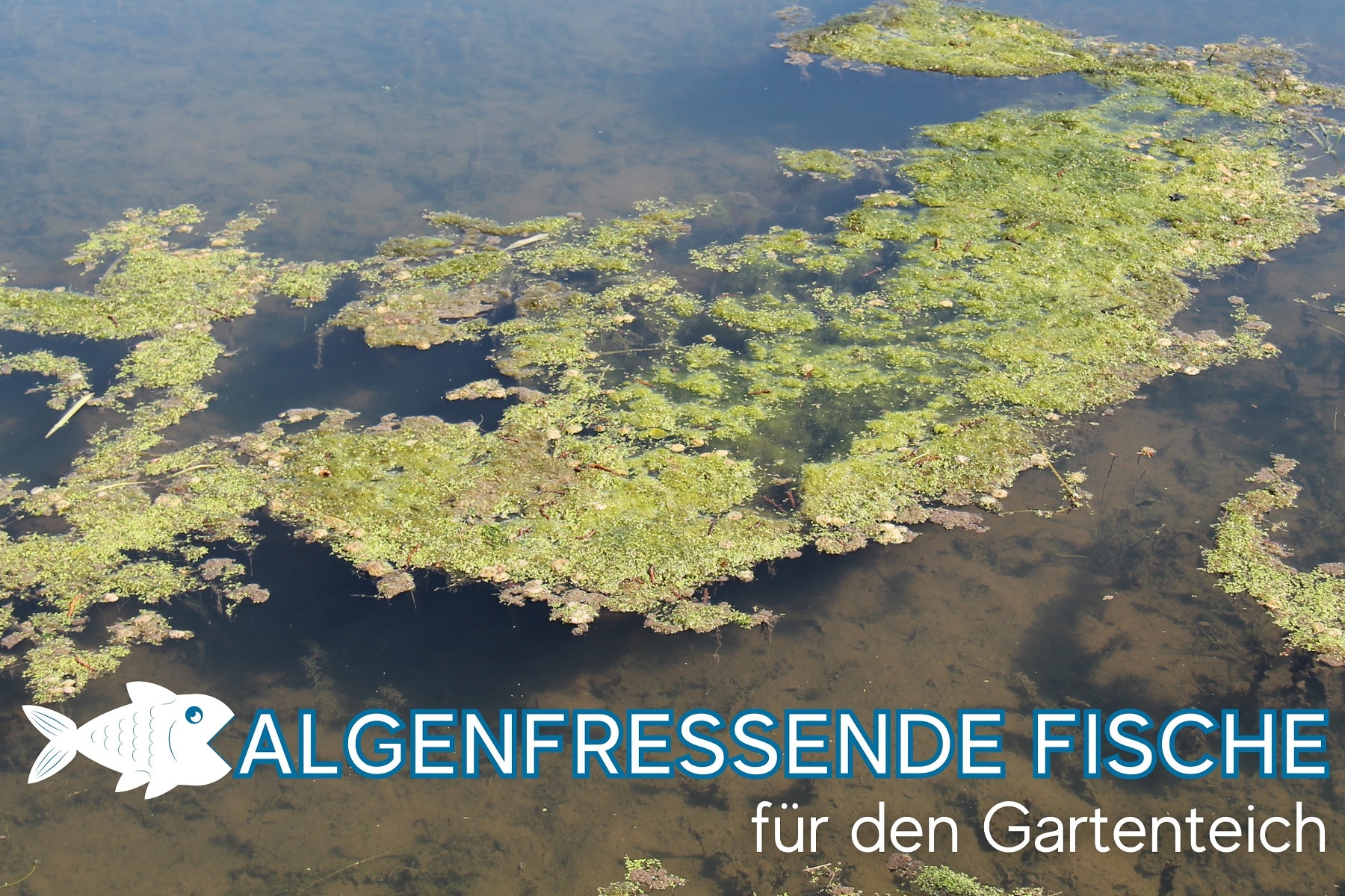 8 peces comedores de algas para el estanque | Comedores de algas