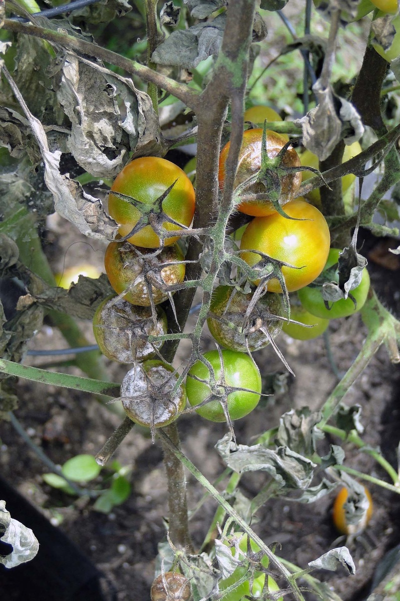 Prevenir y prevenir enfermedades en los tomates.