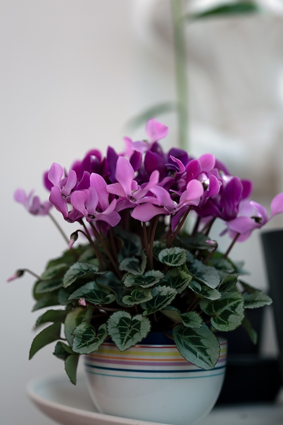 Cuidando el ciclamen: 4 consejos para una floración prolongada y plantas sanas