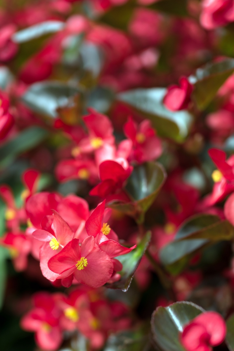 Begonias: consejos para plantar, cuidar, propagar y ubicar