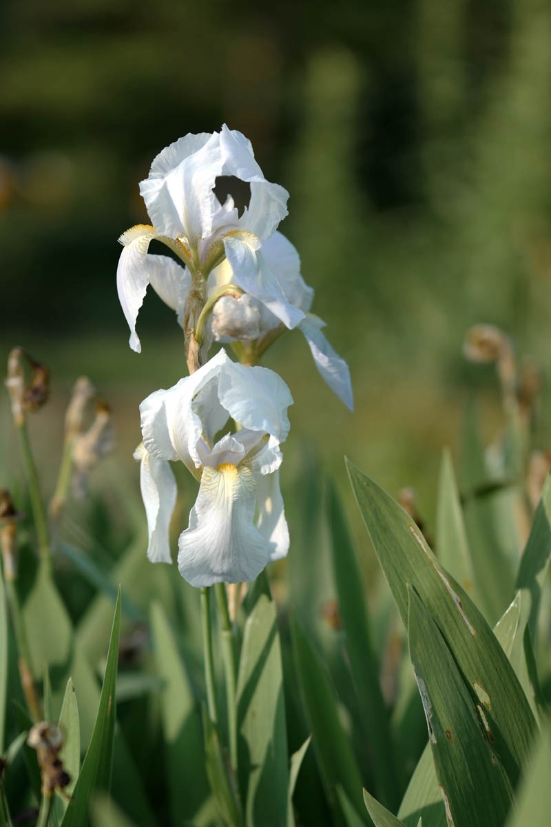 Plantar, cuidar, dividir y fertilizar lirios barbudos e iris.
