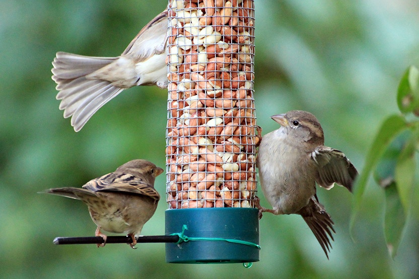 Los 8 mayores errores a la hora de alimentar a los pájaros