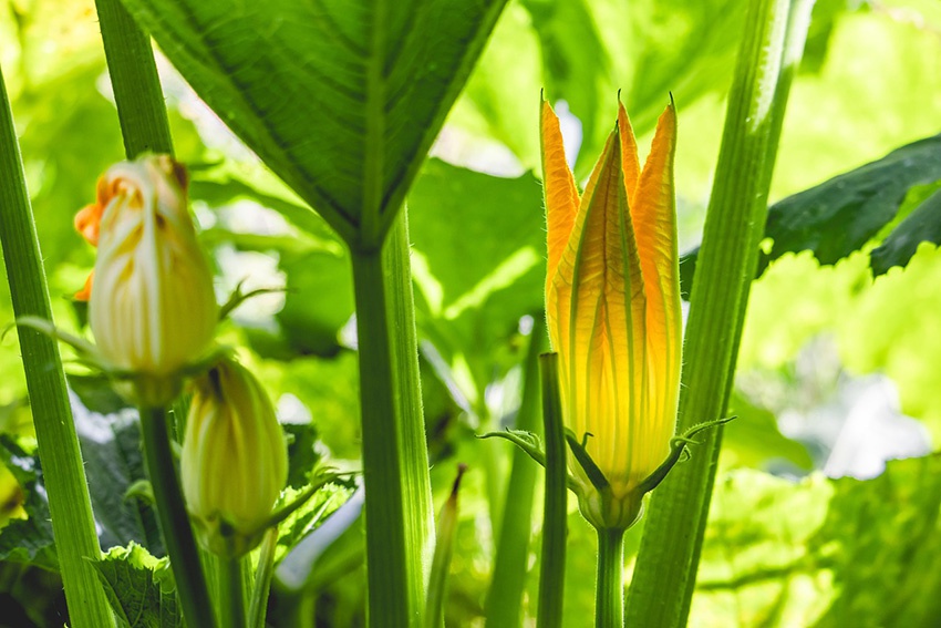Comer flores de calabacín: consejos para cosechar e ideas de recetas
