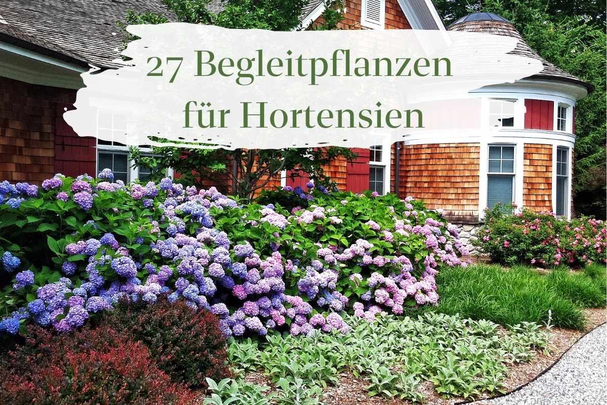 Combinando hortensias: 27 plantas compañeras ideales