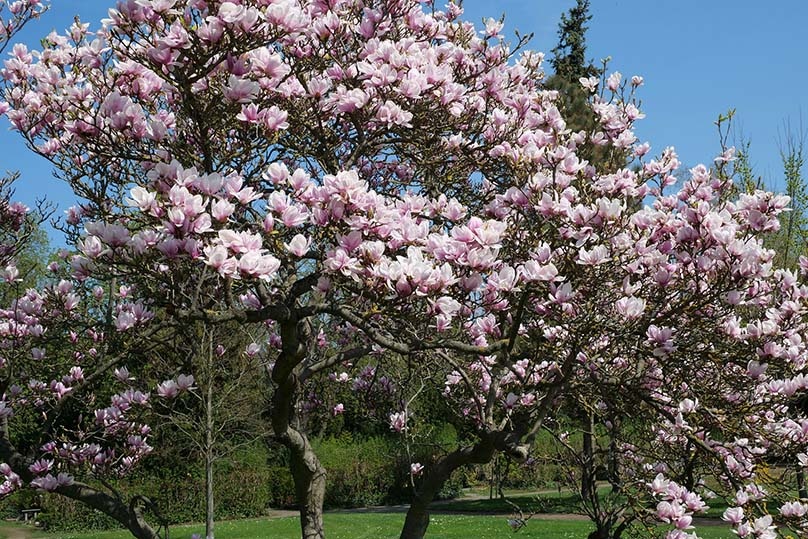 Cortar magnolias: instrucciones para cortar los árboles sensibles