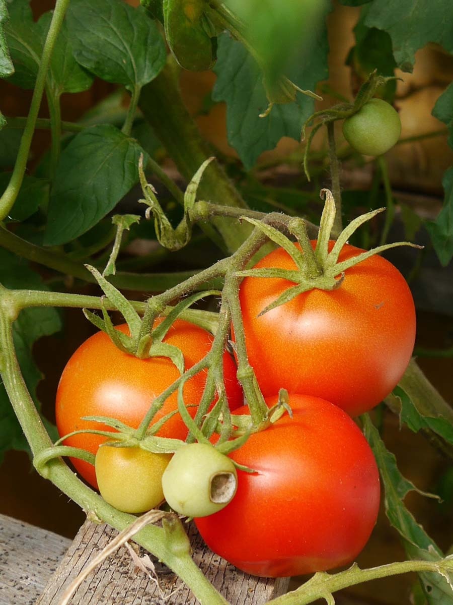 3 problemas al cultivar tomates y cómo evitarlos