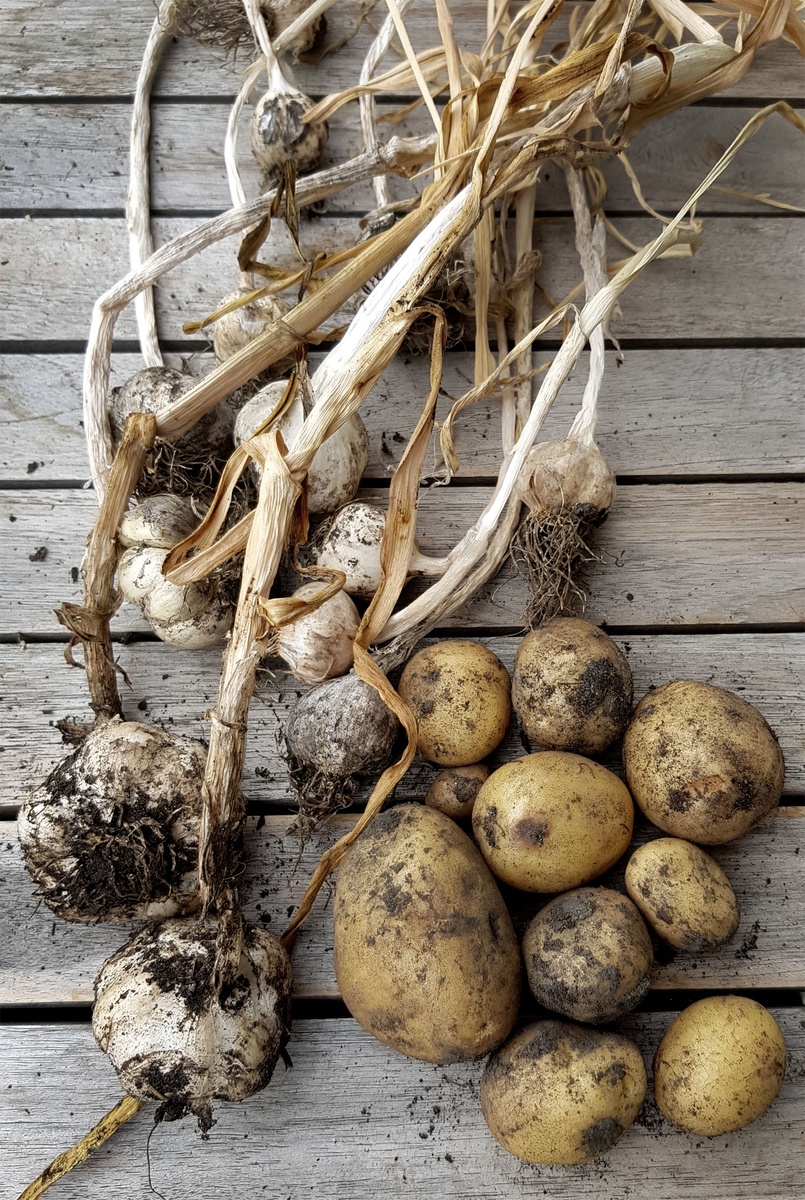 ¿Qué se puede plantar después de las patatas? | La rotación de cultivos