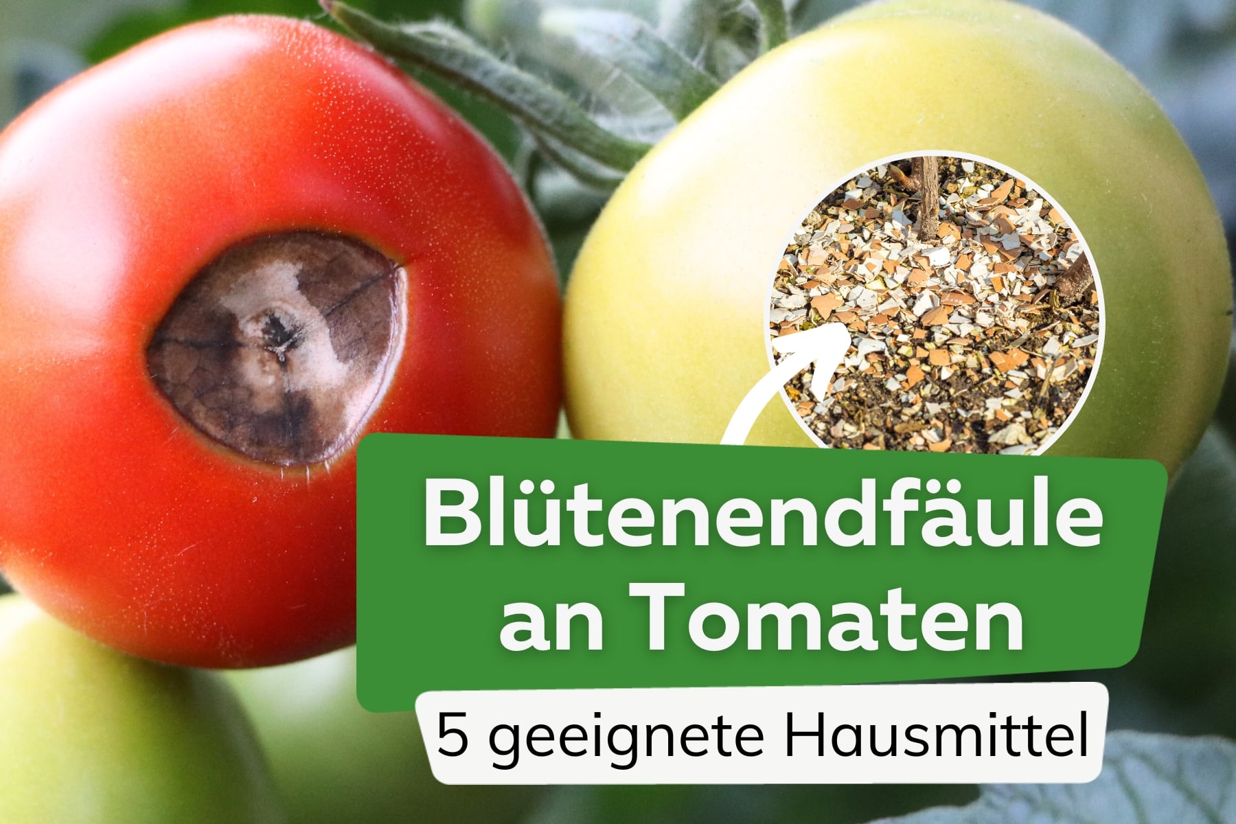 Podredumbre apical del tomate: 5 remedios caseros